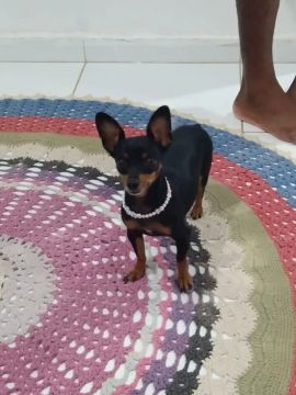 Linda cachorrinha Pinscher