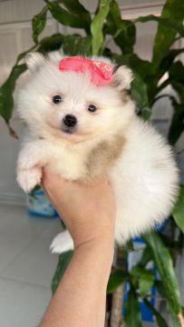 Spitz Alemão Anã Fêmea Disponível!! Linda e Carinhosa.