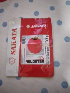 Semente de tomate