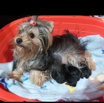 Yorkshire Terrier com filhotes
