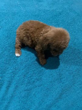 Poodle Toy Red Macho !*