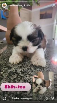 Filhote Shih Tzu - fêmea 