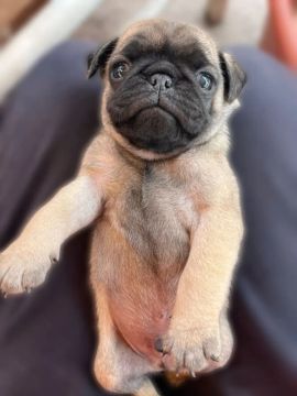 Pug filhote disponível 