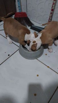 Vende-se dois filhotes de Pitbull 