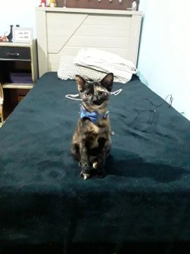 Gata