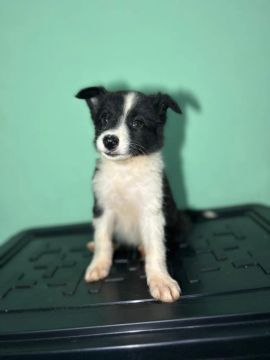Filhote Border Collie