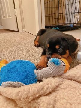 Rottweiler pumba 