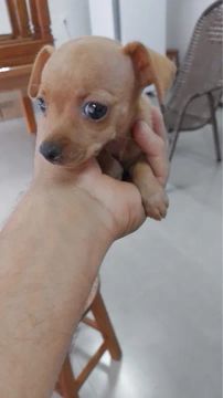 Filhote de Pinscher