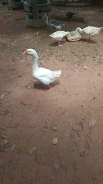 Ganso 