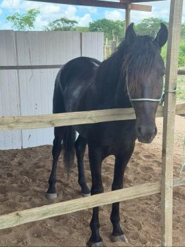 Cavalo manga larga 