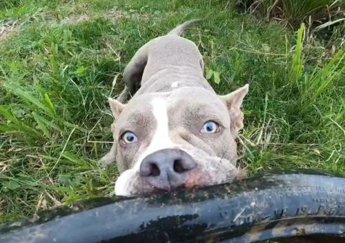 American bully a procura de uma namorada.