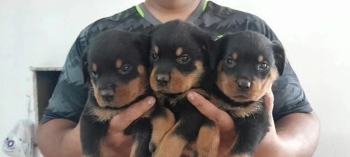 Rottweiler rugidos doces e passos leves 