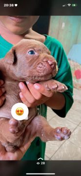Pittbull 