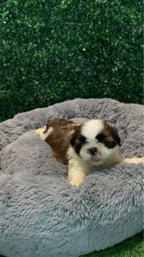 Linda filhote de shih tzu! 