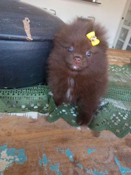 Spitz alemão fêmea chocolate ananzinha