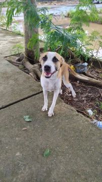 Doa-se uma cachorra com nove meses.