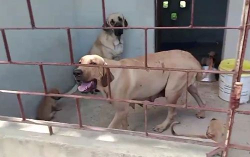 Cachorro fila 