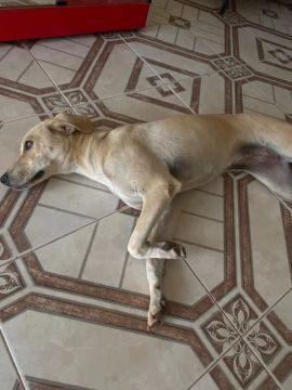 Cachorro Adulta para doação 