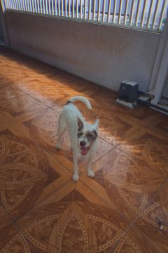 Cachorro adulto para adoção