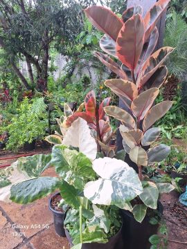 Muda de alocasia Macrorrihzos variegata.