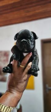 Filhote de Bulldog Francês 