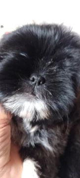Filhotes shihtz fêmea preta branca pronta entrega 