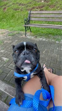 Bulldog francês 