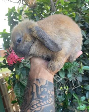 Coelhinho Mini Lop e anao netherland