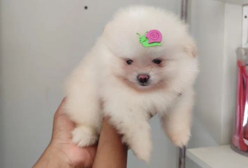 Spitz Alemão Anão Fêmea 