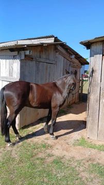 Cavalo crioulo 