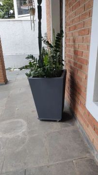 Vaso planta