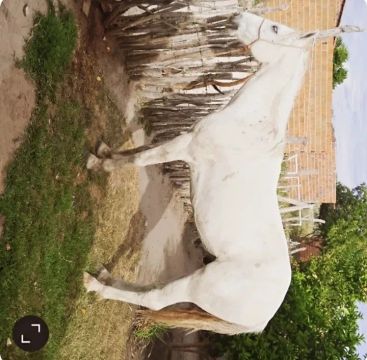 Cavalo Branco para Venda