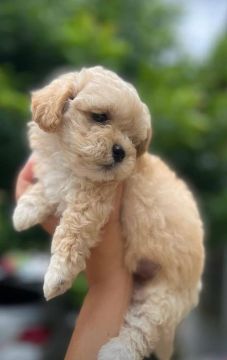 Filhote de Poodle