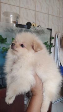 Último bebê lulu da Pomerânia Spitz anão 