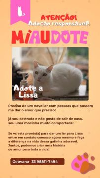 Gatinha Lissa - Adote e dê amor!