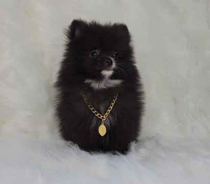 Spitz Alemão Lulu Da Pomerânia Canil Césarpett