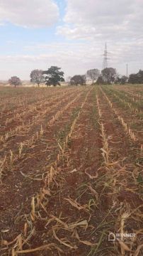 Chácara com 1 dormitório à venda, 5000 m² por R$ 270.000,00 - Tupinamba - Astorga/PR