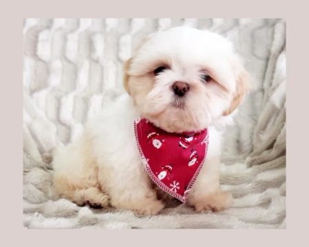 Shih Tzu macho disponível