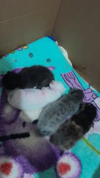 gatinhos a procura de um lar