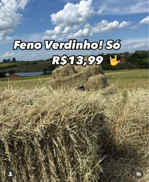 FENO / alfafa 