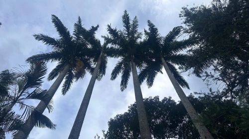 Palmeiras para seu jardim! Imperial, Real e Areca-bambú.