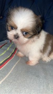 Filhote Shih Tzu Macho 