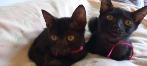 Dois gatinhos pretos fofinhos para adoção