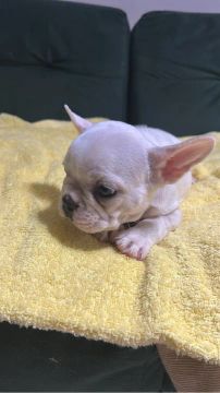 Filhote de Bulldog Francês Branco