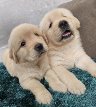 Golden retriver 