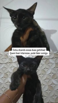 Doação de duas gatinhas pretas