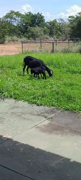 Cabras pretas para venda