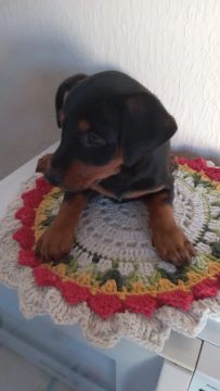 Pinscher 