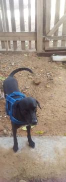 Cães adulto é filhote pra adoção 