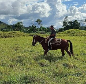 Cavalo manso 
